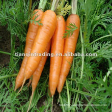 Высший сорт морковь